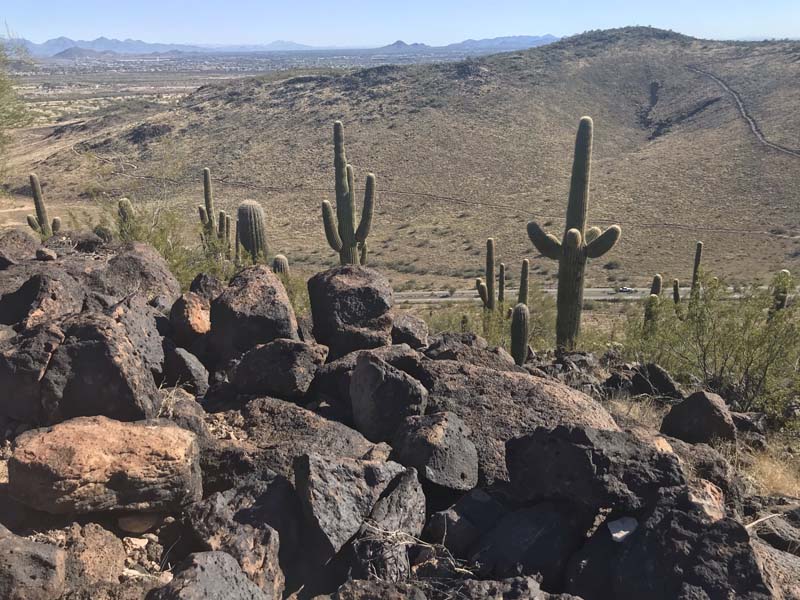 Desert with cactus