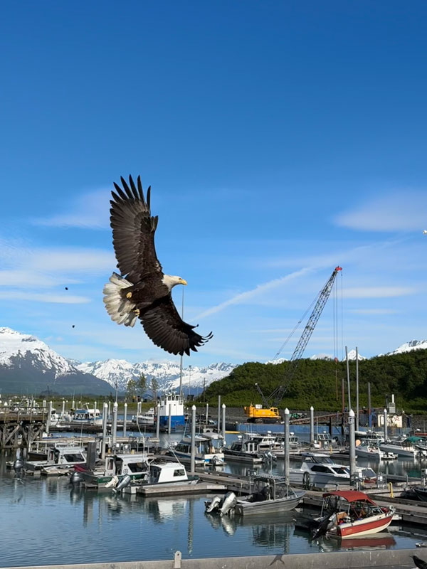 Bald eagle flying